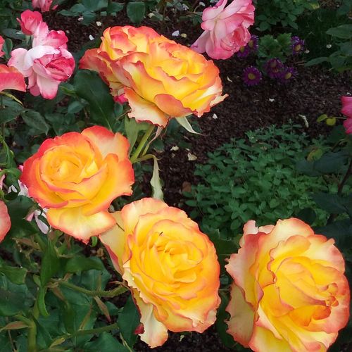 Žltá - bordová - Stromkové ruže s kvetmi čajohybridovstromková ruža s rovnými stonkami v korune